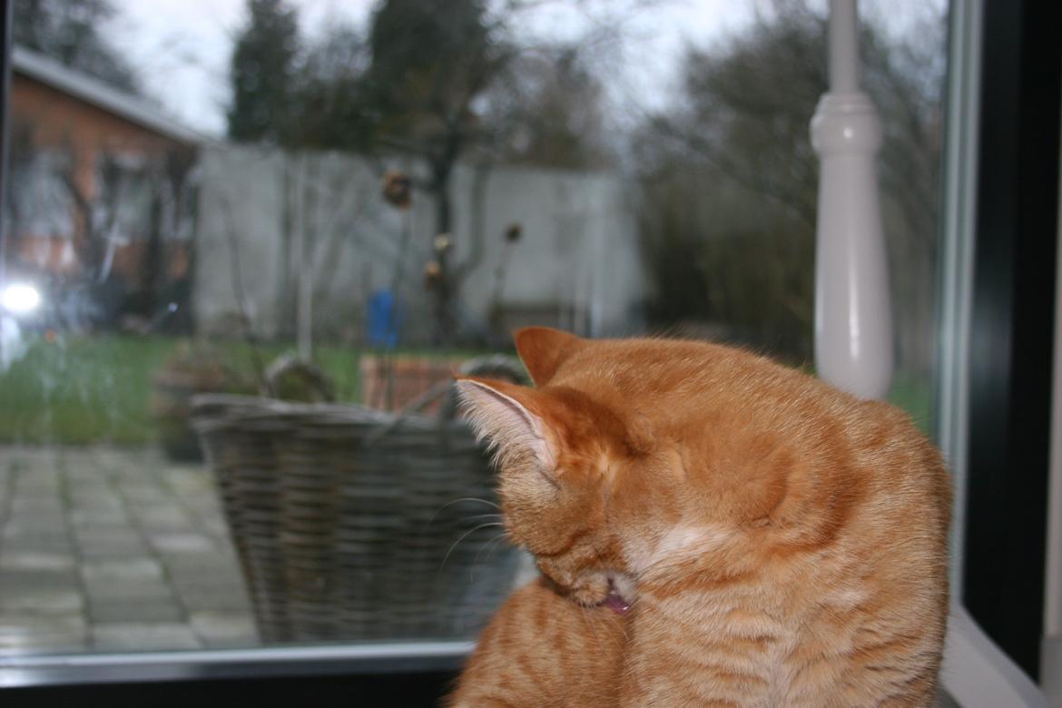 Huskat Pippi (Tigeren) billede 5