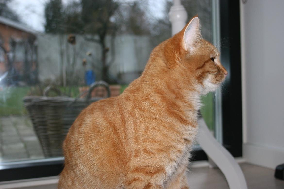 Huskat Pippi (Tigeren) billede 3