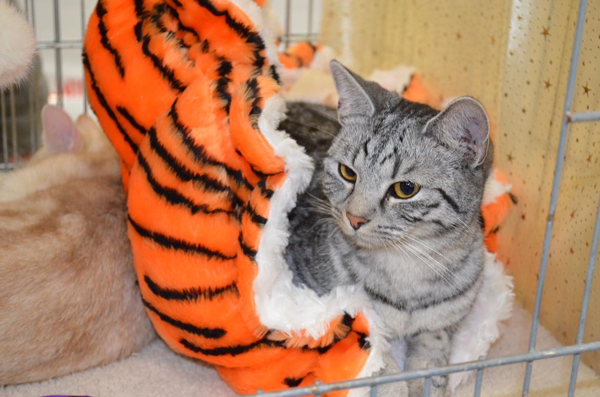 Europé Zenobia-Zea v.Tabbygaard*CH - Zenobia-Zea v.Tabbygaard*CH billede 1