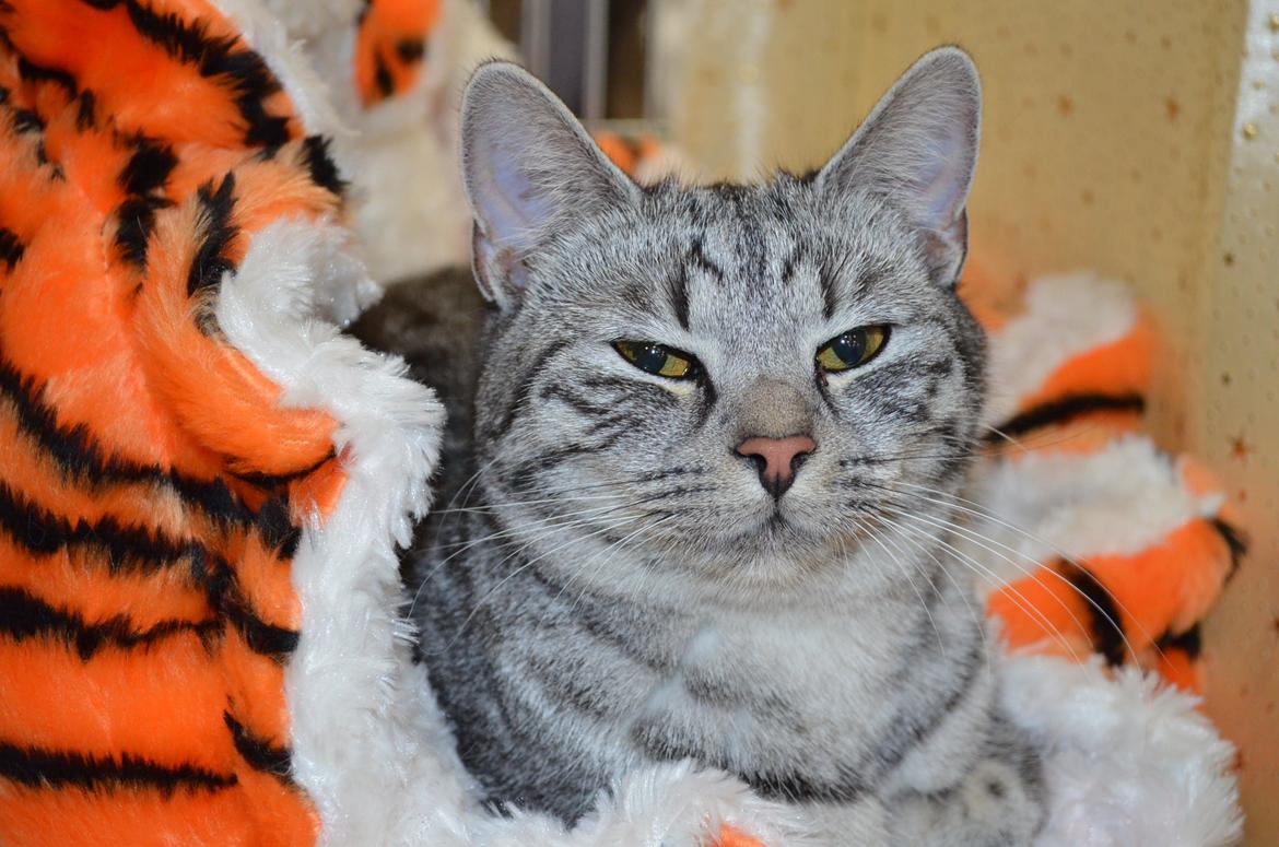 Europé Zenobia-Zea v.Tabbygaard*CH billede 2