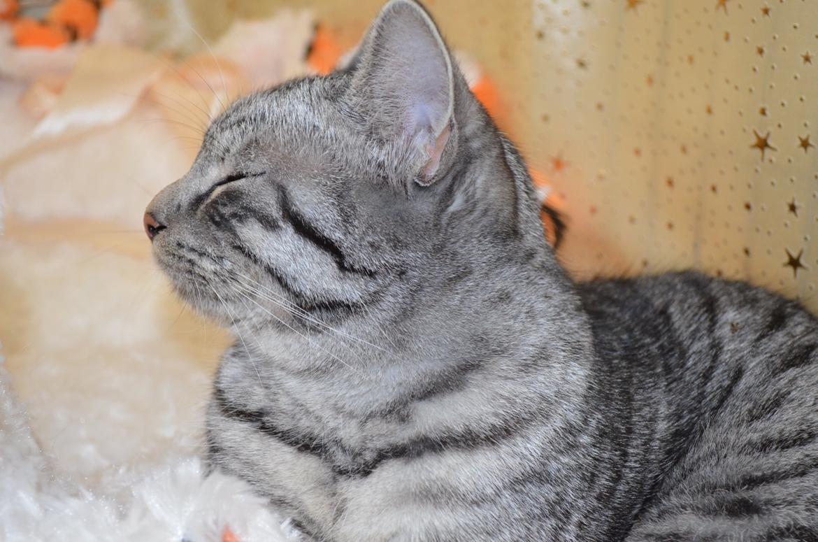 Europé Zenobia-Zea v.Tabbygaard*CH billede 3