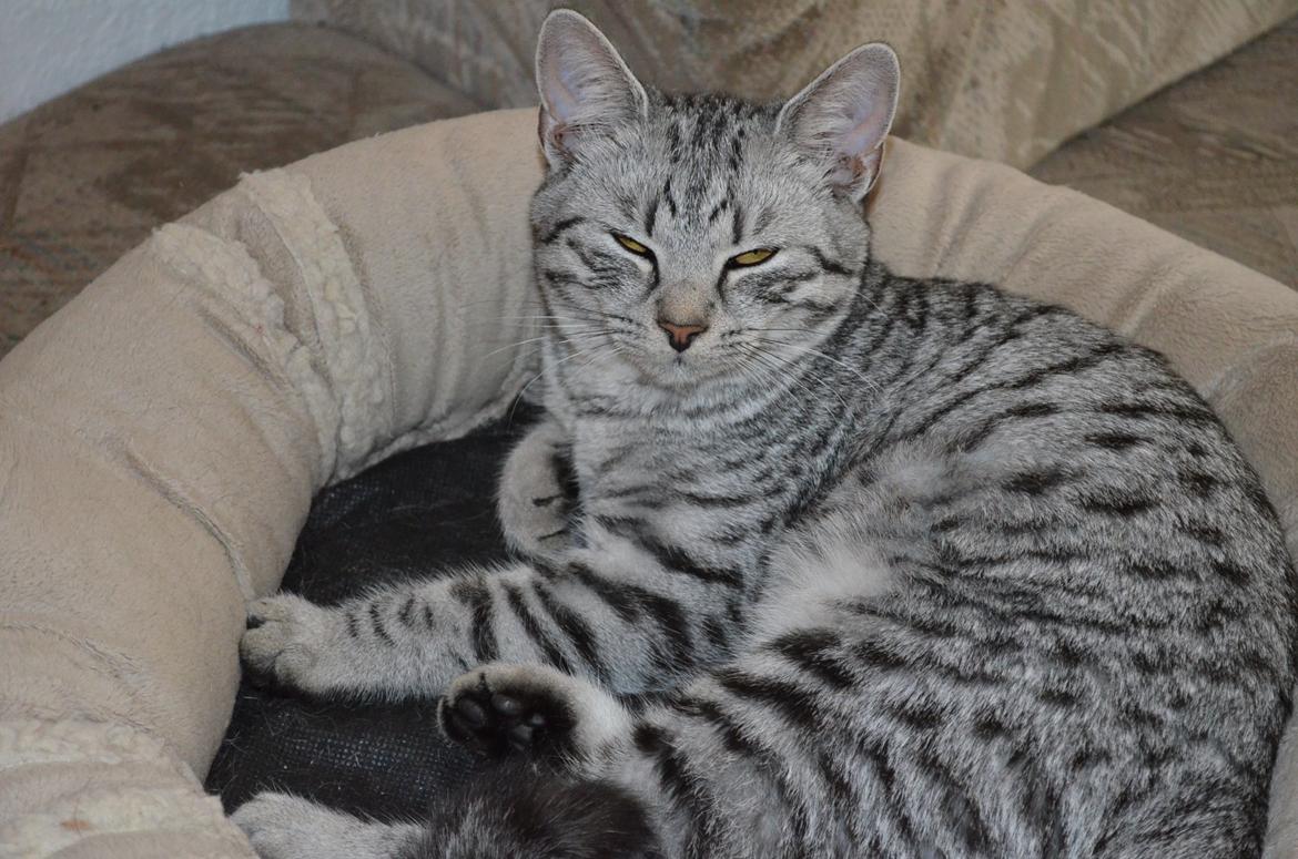 Europé Zenobia-Zea v.Tabbygaard*CH billede 4