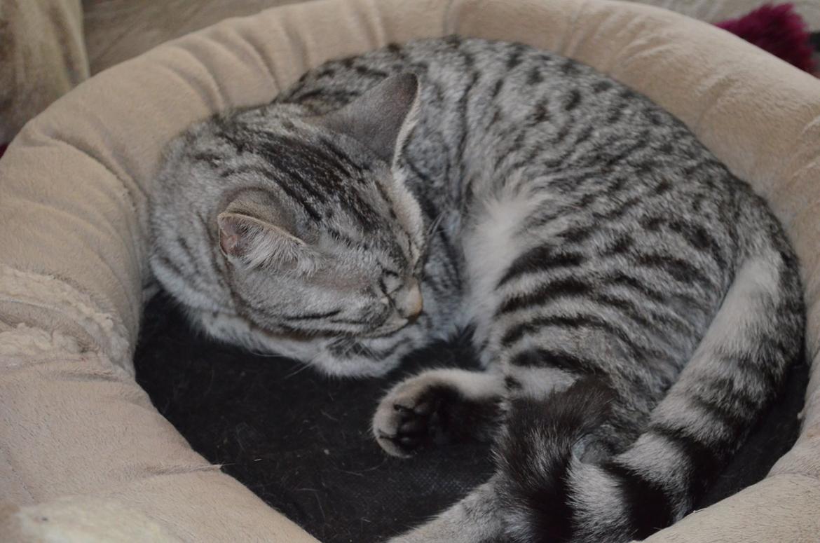 Europé Zenobia-Zea v.Tabbygaard*CH billede 5