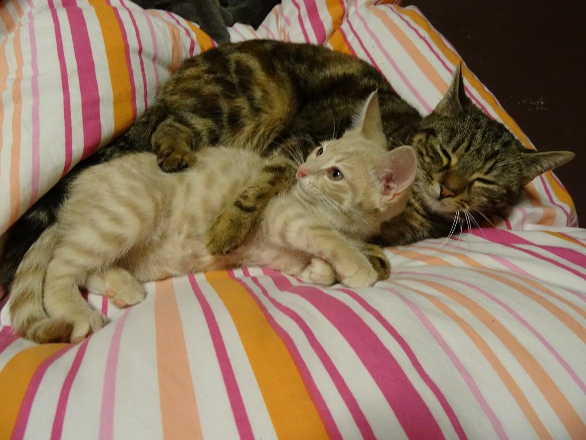 Europé DK Rothes Nellie billede 23