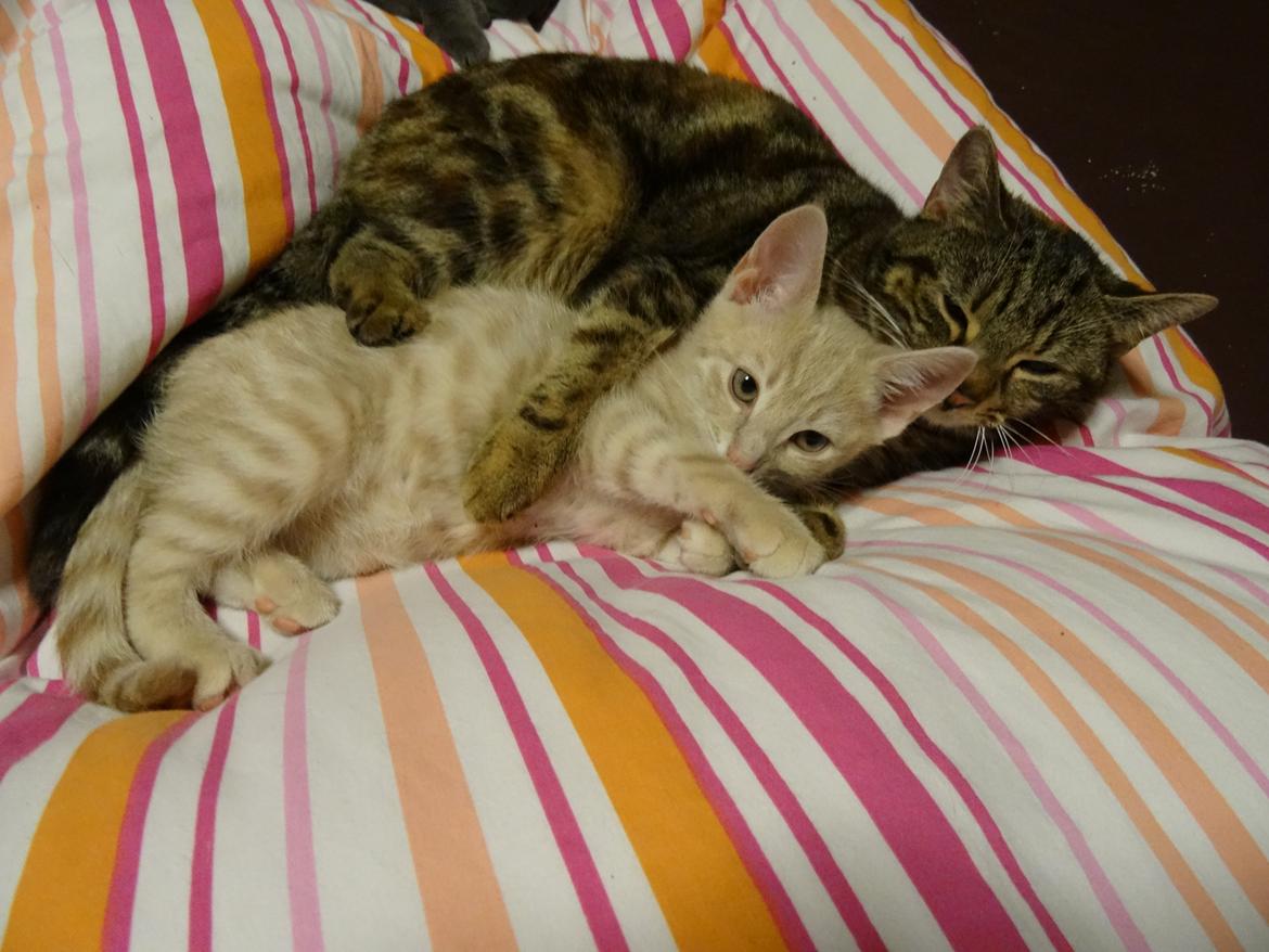 Europé DK Rothes Nellie billede 24