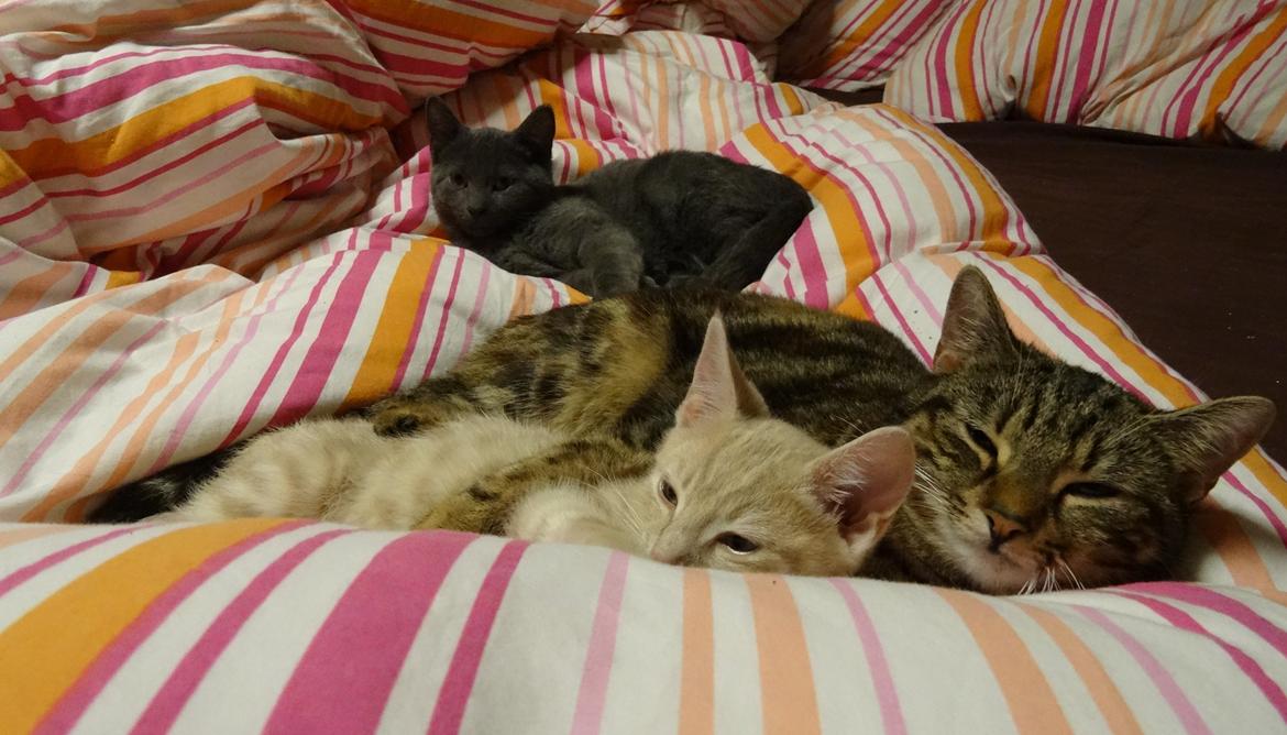 Europé DK Rothes Nellie billede 26