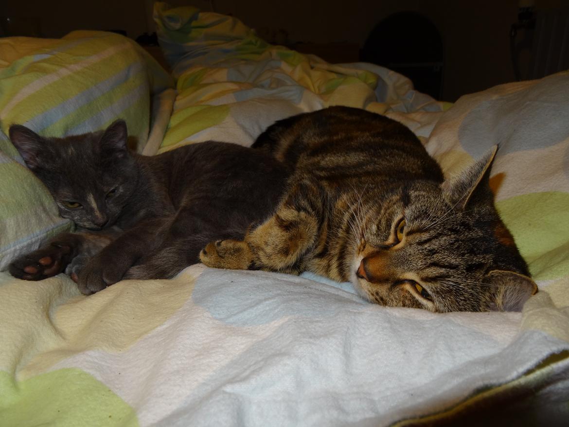 Europé DK Rothes Nellie billede 27