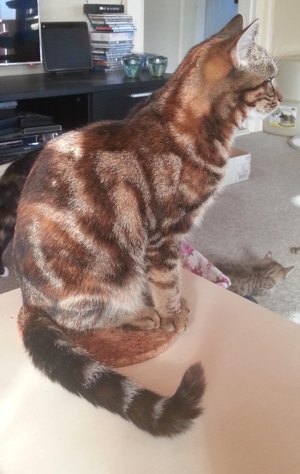 Europé DK Rothes Nellie billede 28