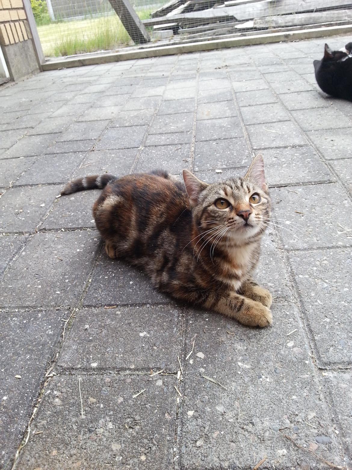 Europé DK Rothes Nellie billede 29