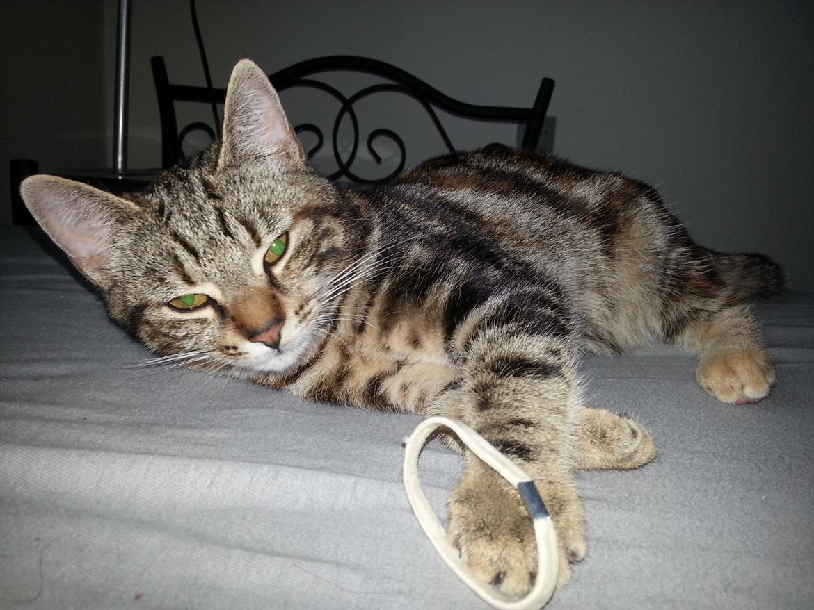 Europé DK Rothes Nellie billede 30