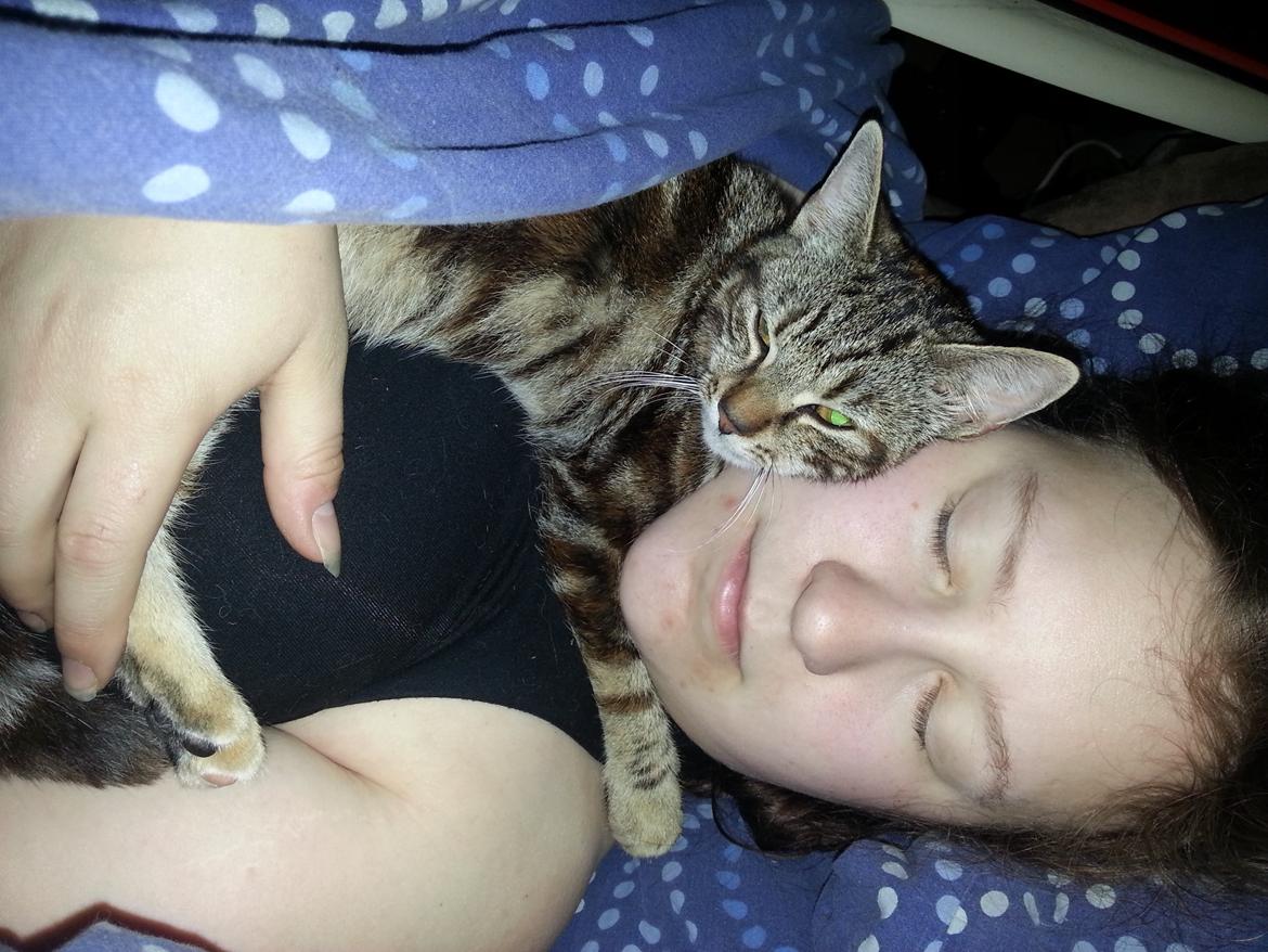 Europé DK Rothes Nellie billede 31