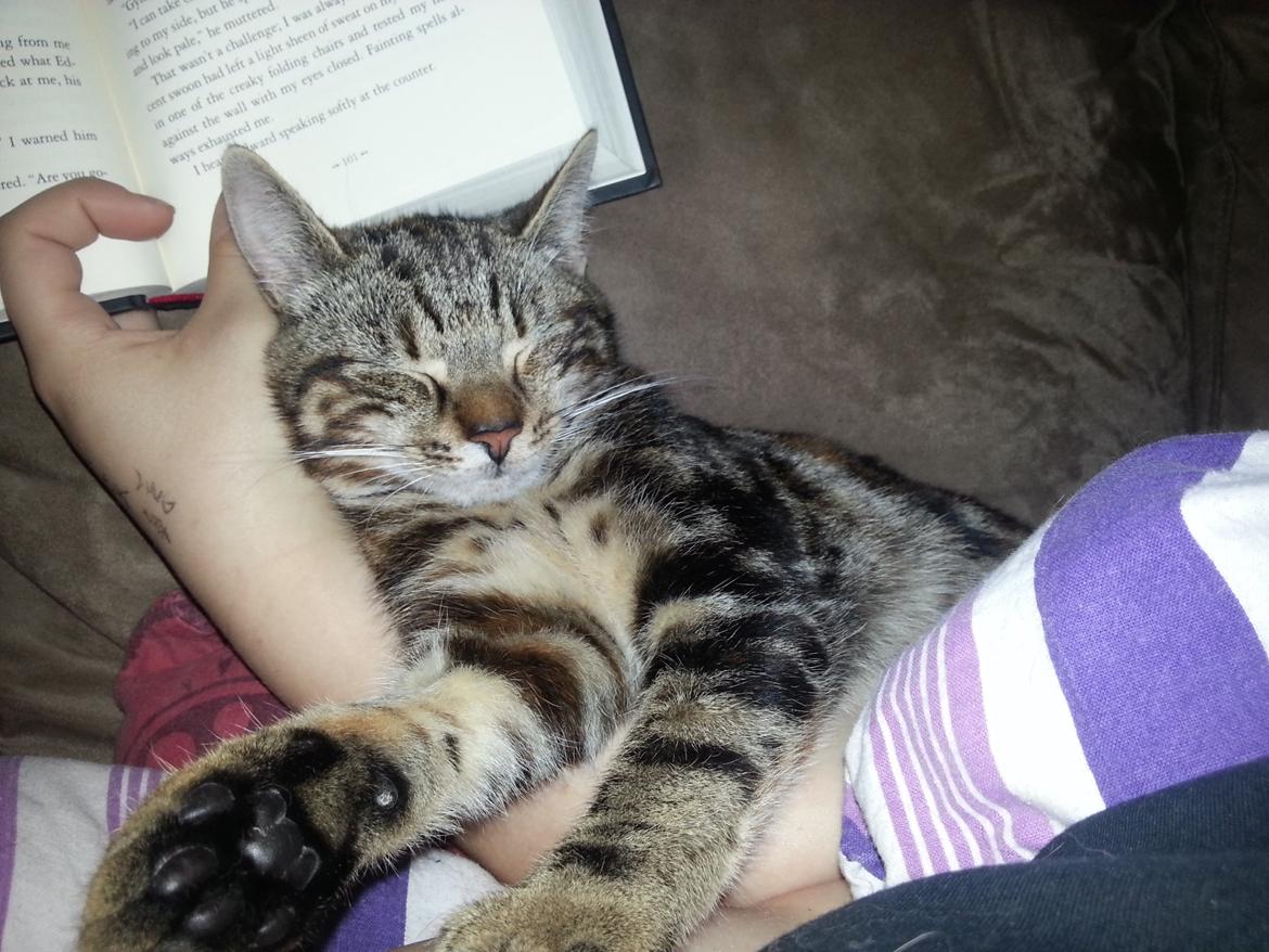 Europé DK Rothes Nellie billede 32