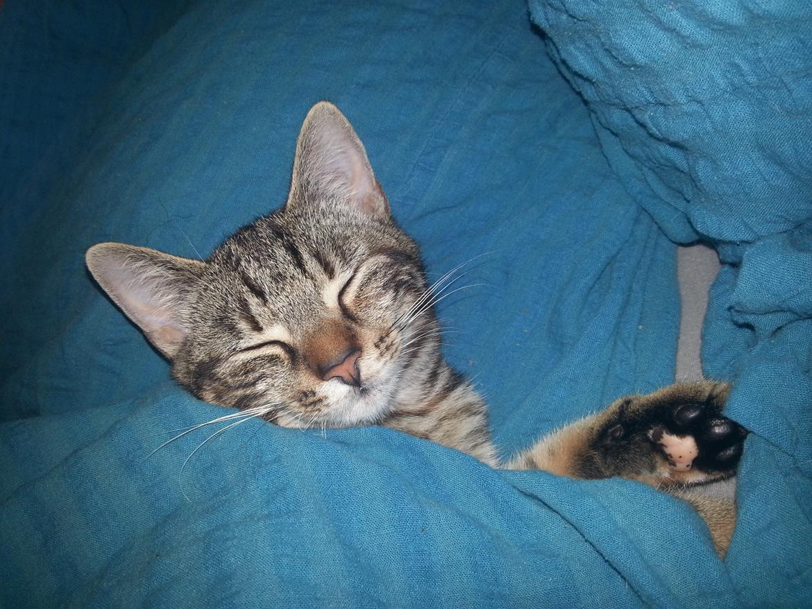 Europé DK Rothes Nellie billede 34