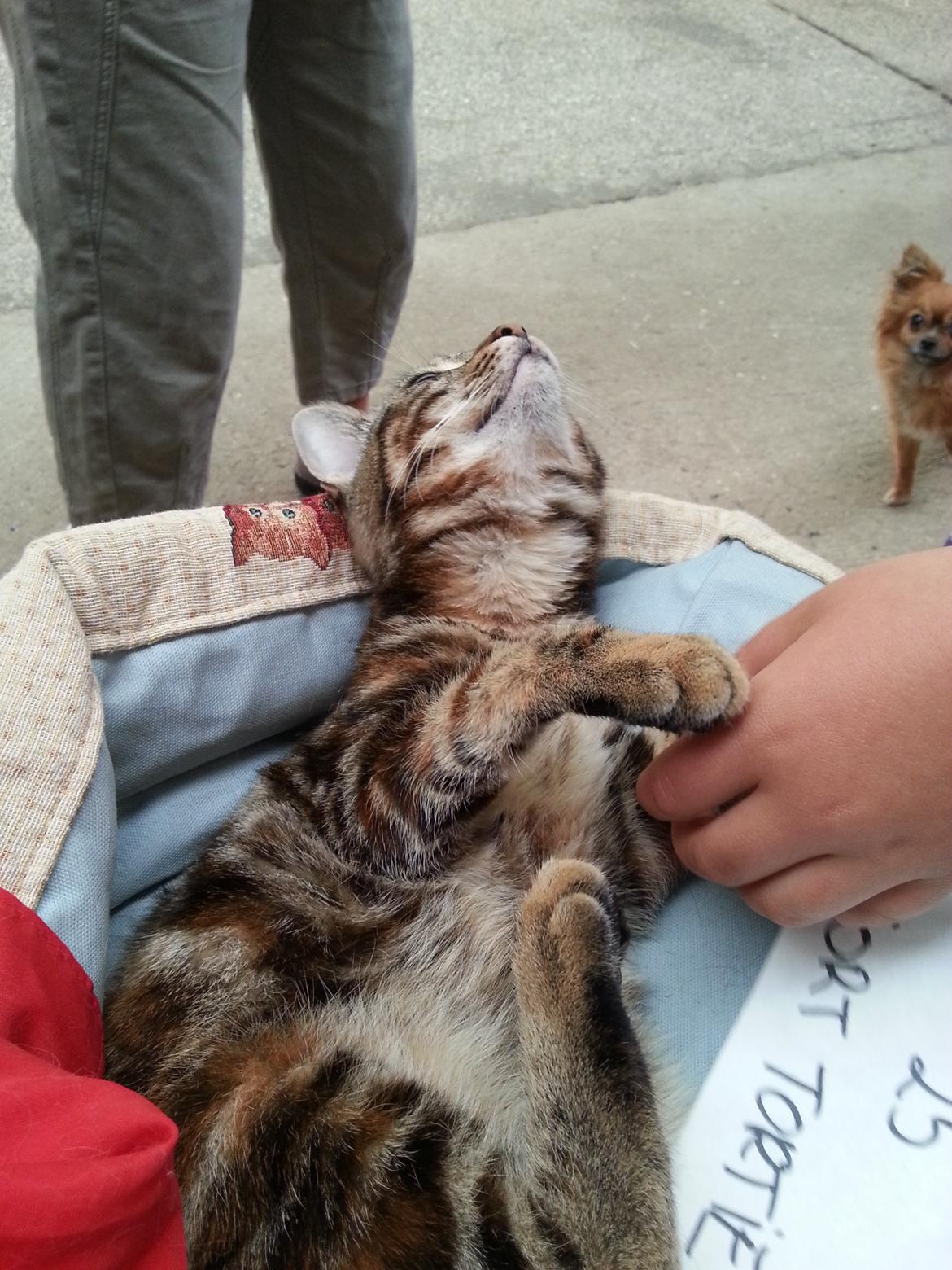 Europé DK Rothes Nellie billede 35