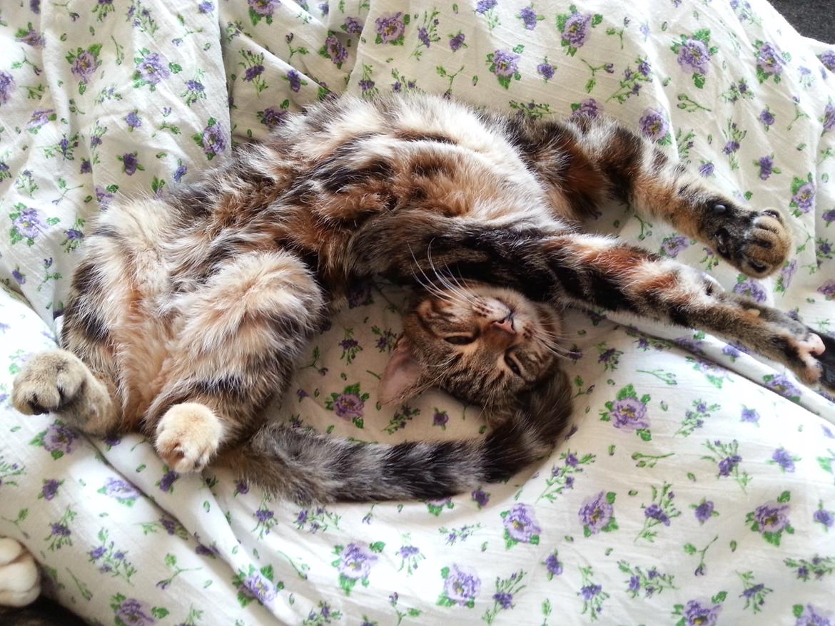 Europé DK Rothes Nellie billede 15