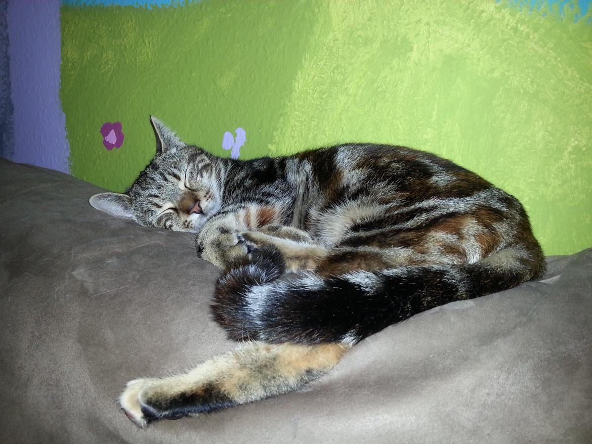 Europé DK Rothes Nellie billede 36