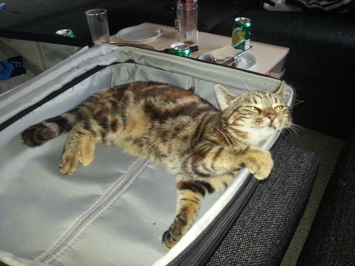 Europé DK Rothes Nellie billede 37