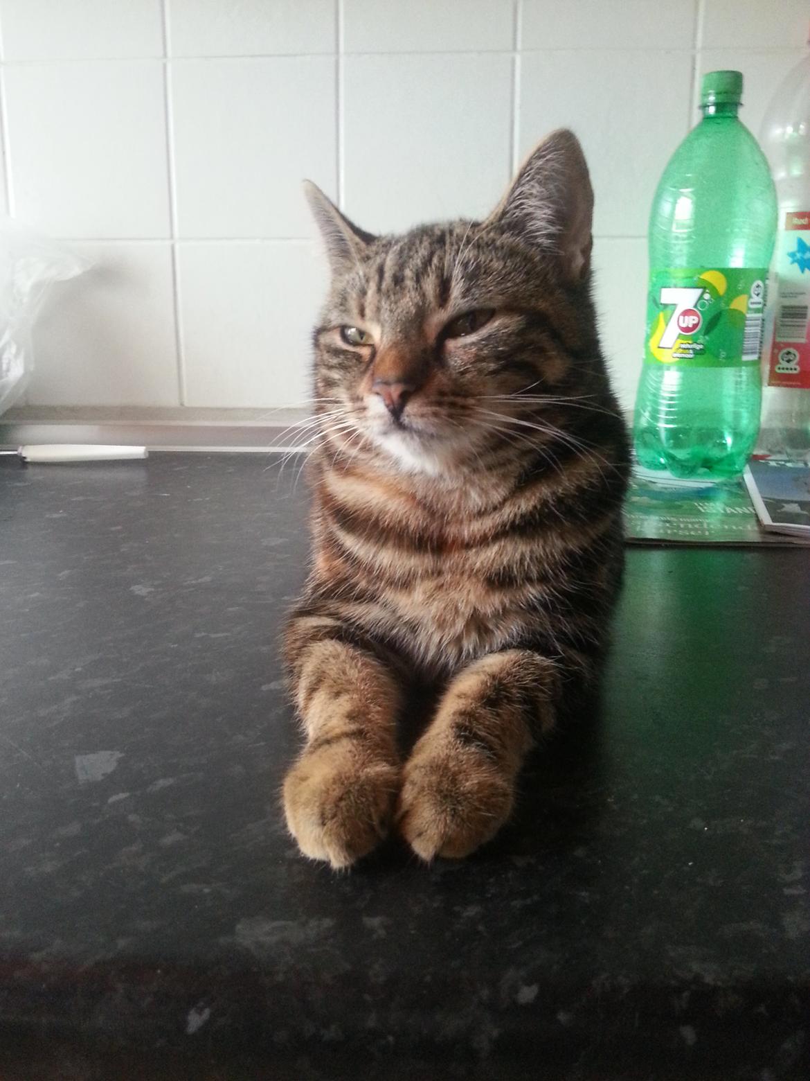 Europé DK Rothes Nellie billede 38