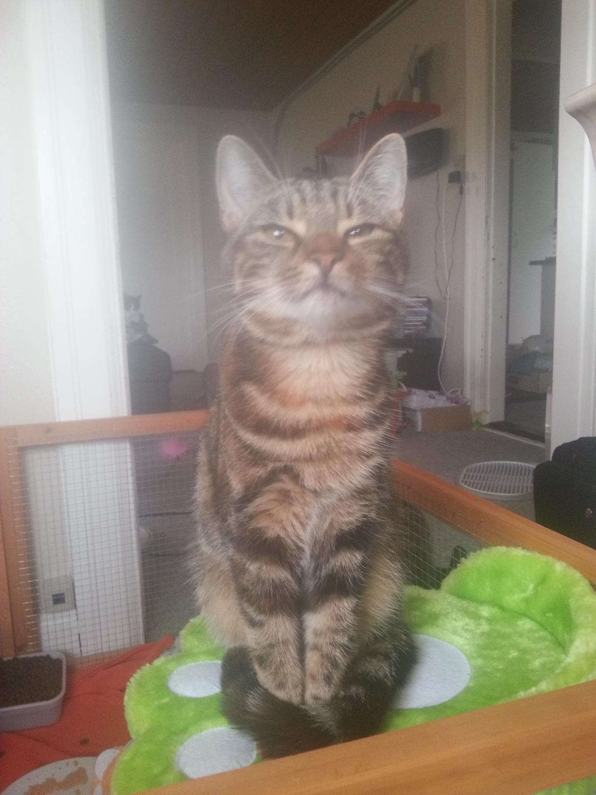 Europé DK Rothes Nellie billede 40