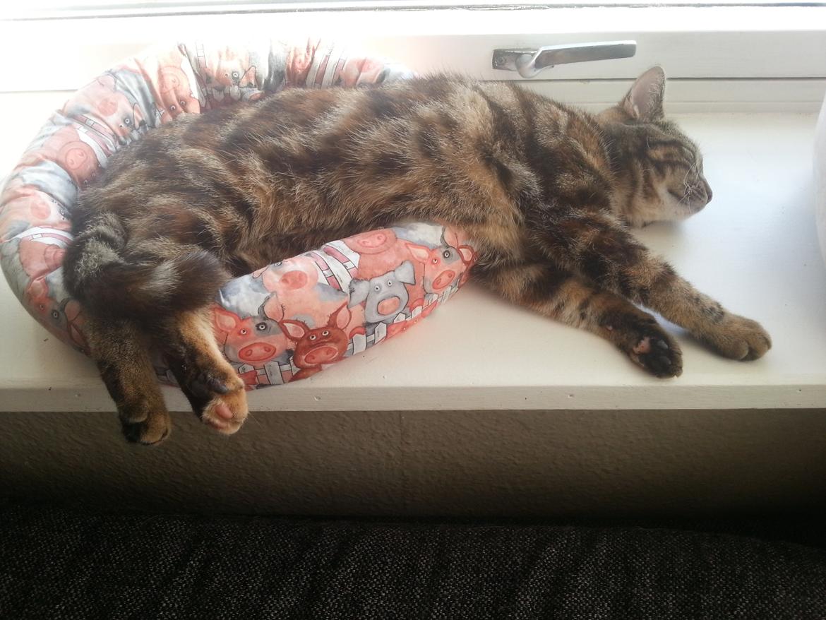 Europé DK Rothes Nellie billede 41