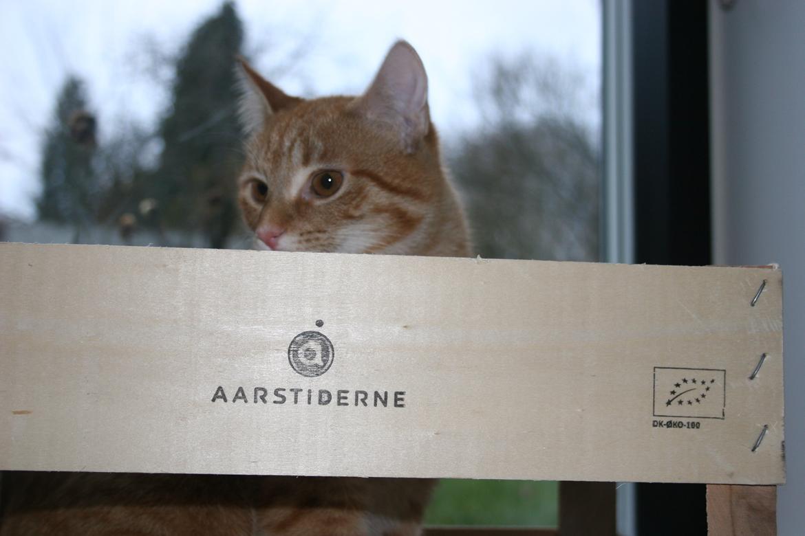 Huskat Pippi (Tigeren) billede 10