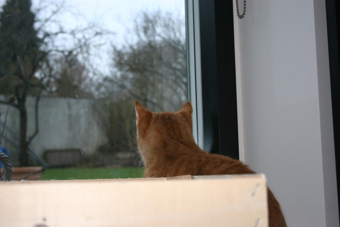 Huskat Pippi (Tigeren) billede 21