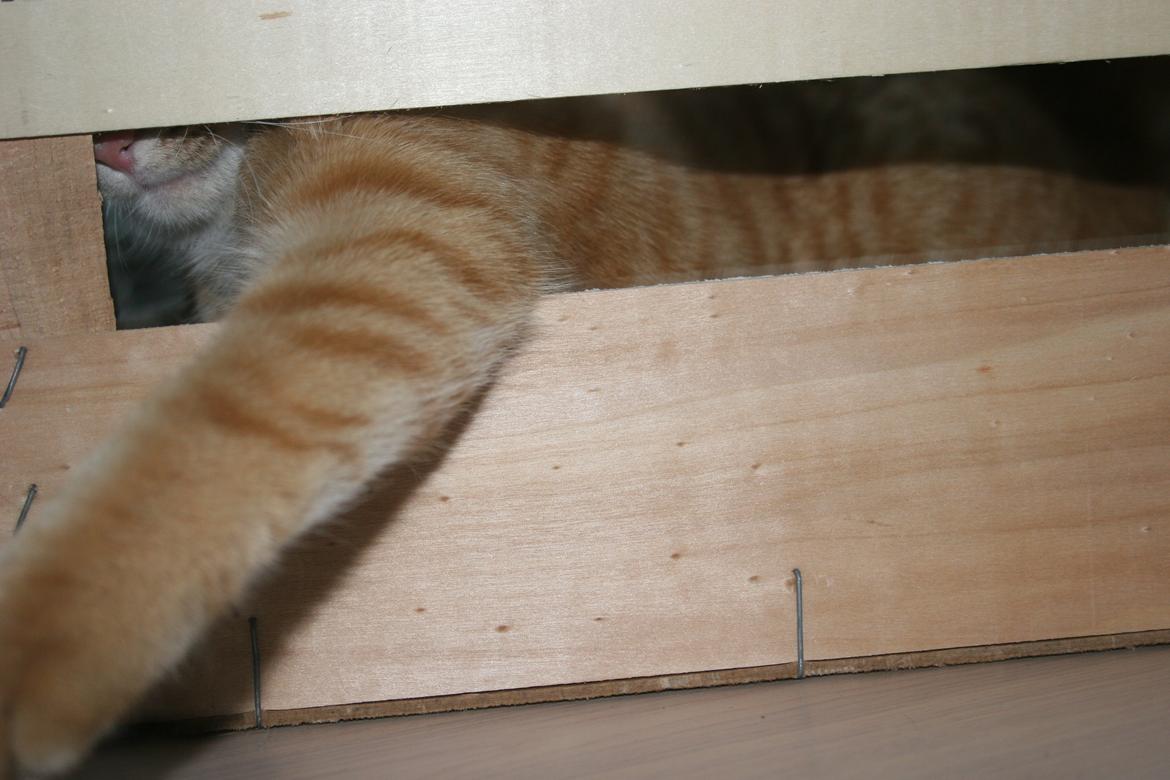 Huskat Pippi (Tigeren) billede 22