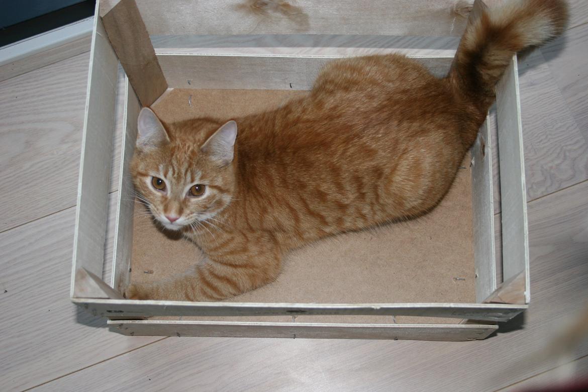 Huskat Pippi (Tigeren) billede 6