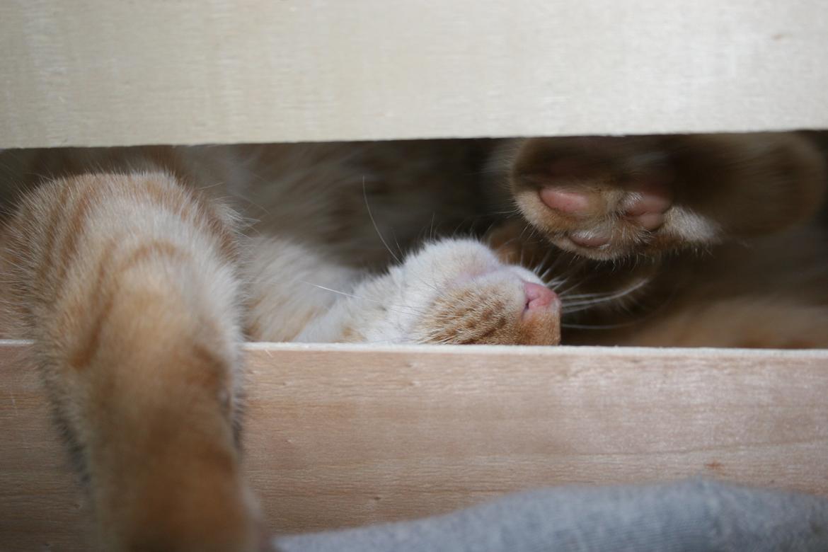 Huskat Pippi (Tigeren) billede 23