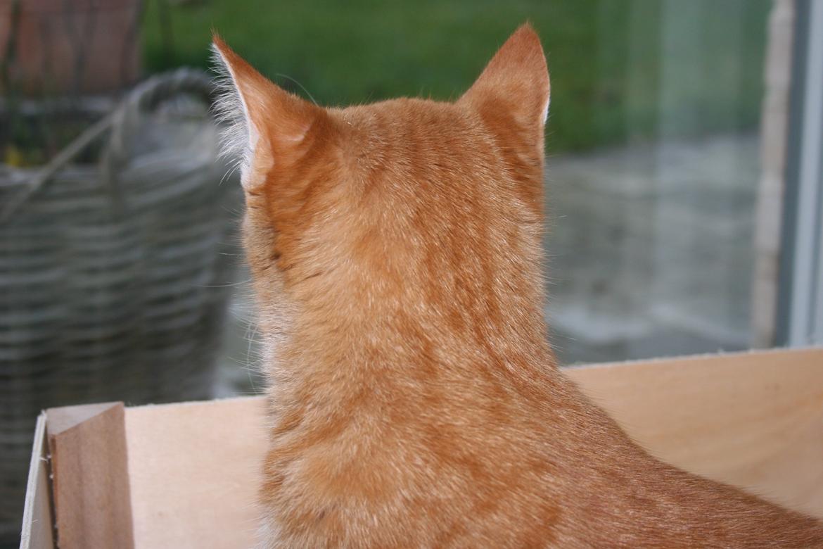 Huskat Pippi (Tigeren) billede 24