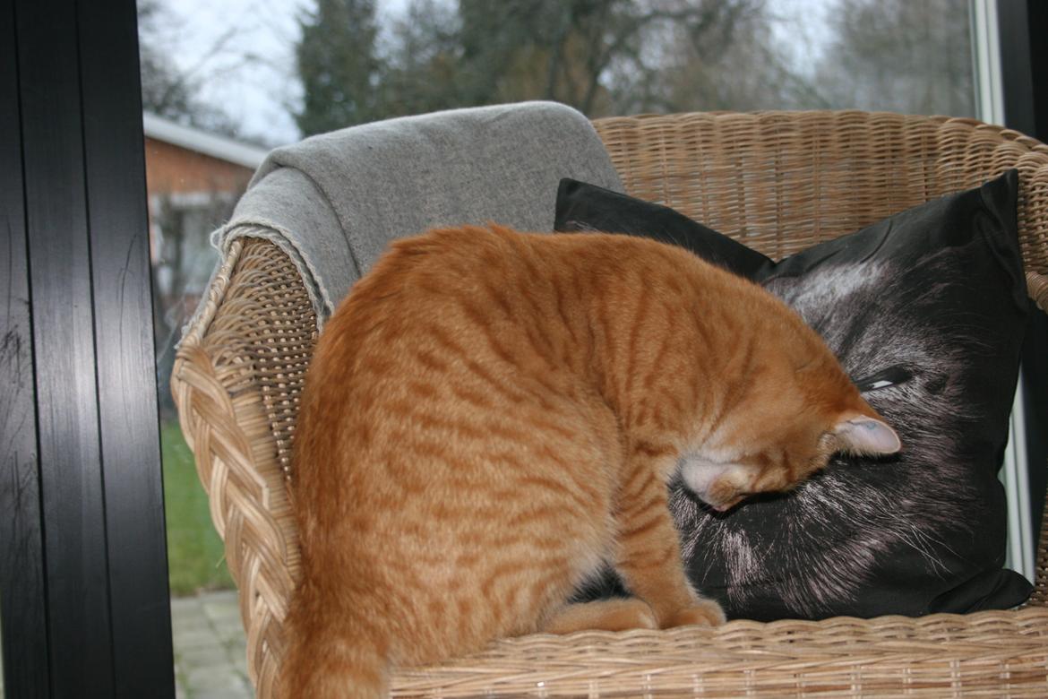 Huskat Pippi (Tigeren) billede 25