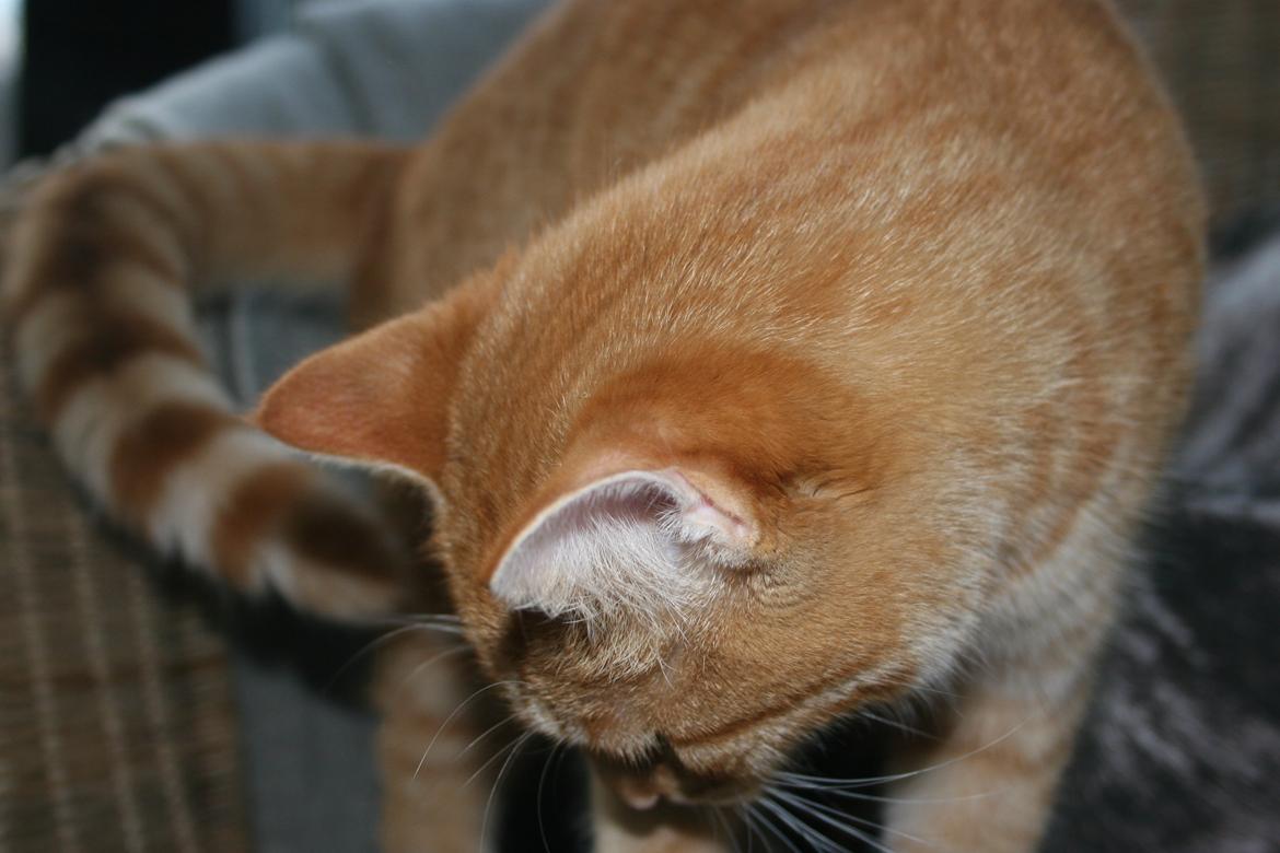 Huskat Pippi (Tigeren) billede 26