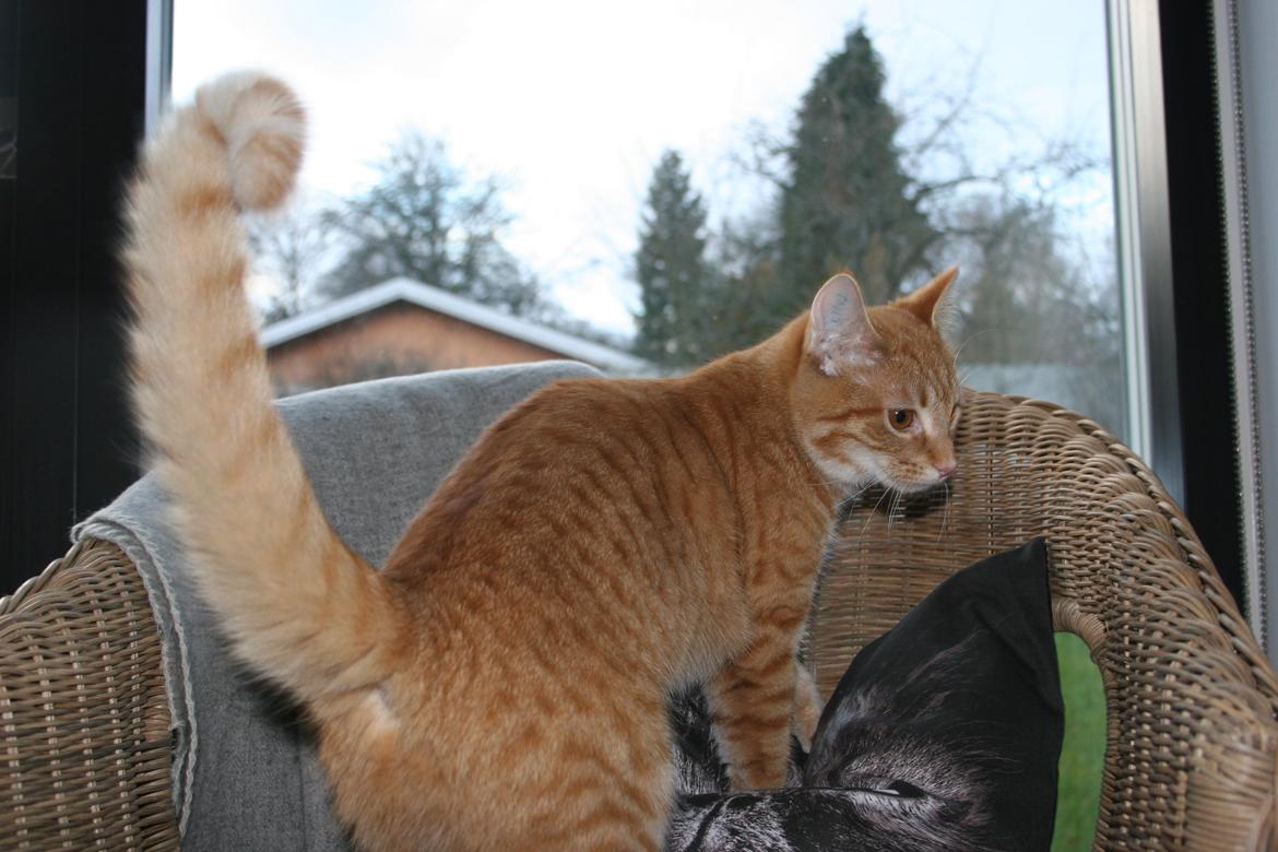 Huskat Pippi (Tigeren) billede 27