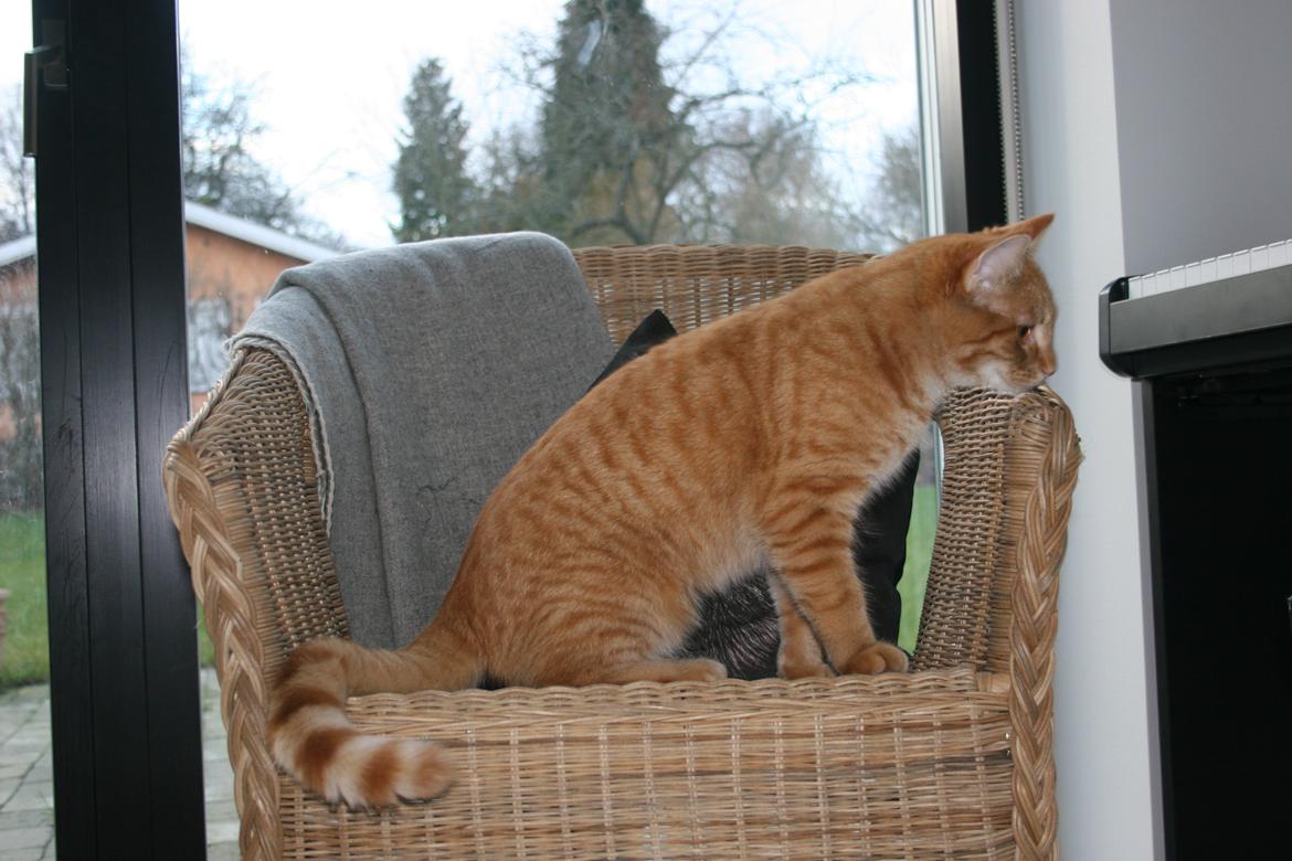 Huskat Pippi (Tigeren) billede 9