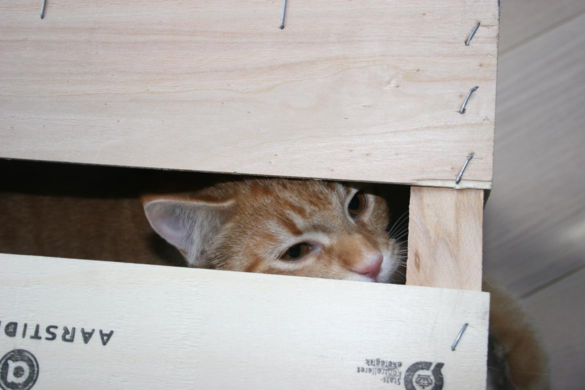 Huskat Pippi (Tigeren) billede 28