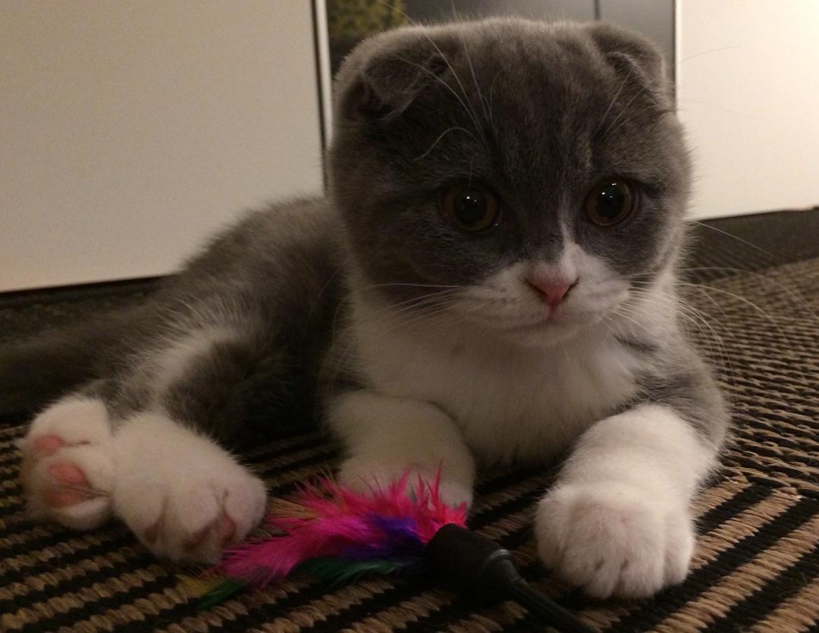 Scottish Fold Hikke billede 1