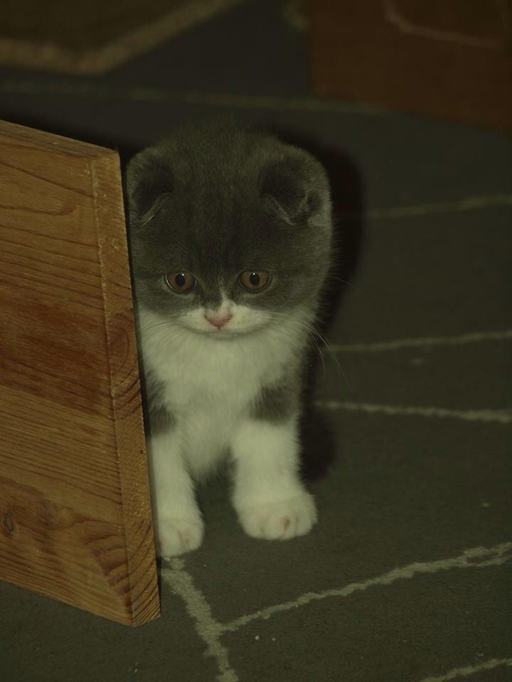 Scottish Fold Hikke billede 2