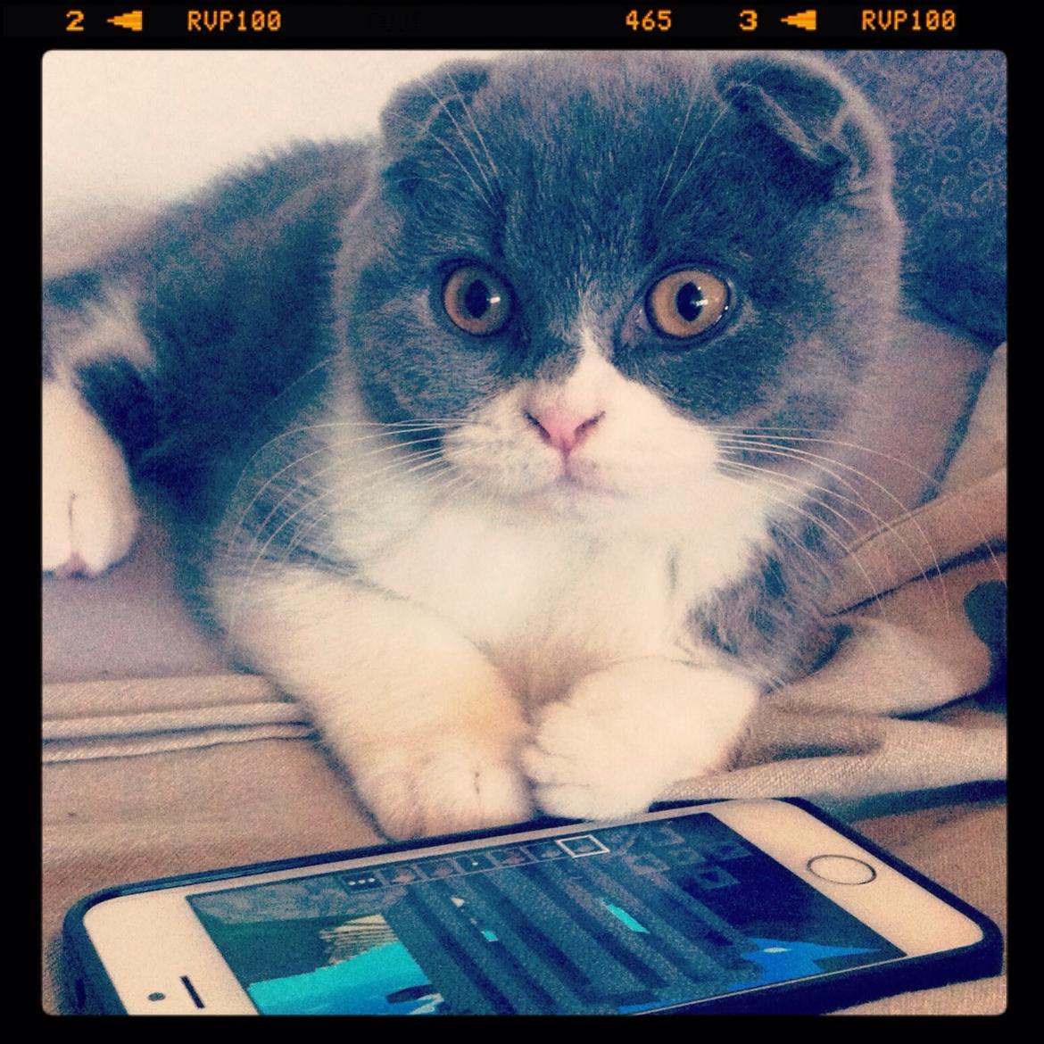 Scottish Fold Hikke billede 3