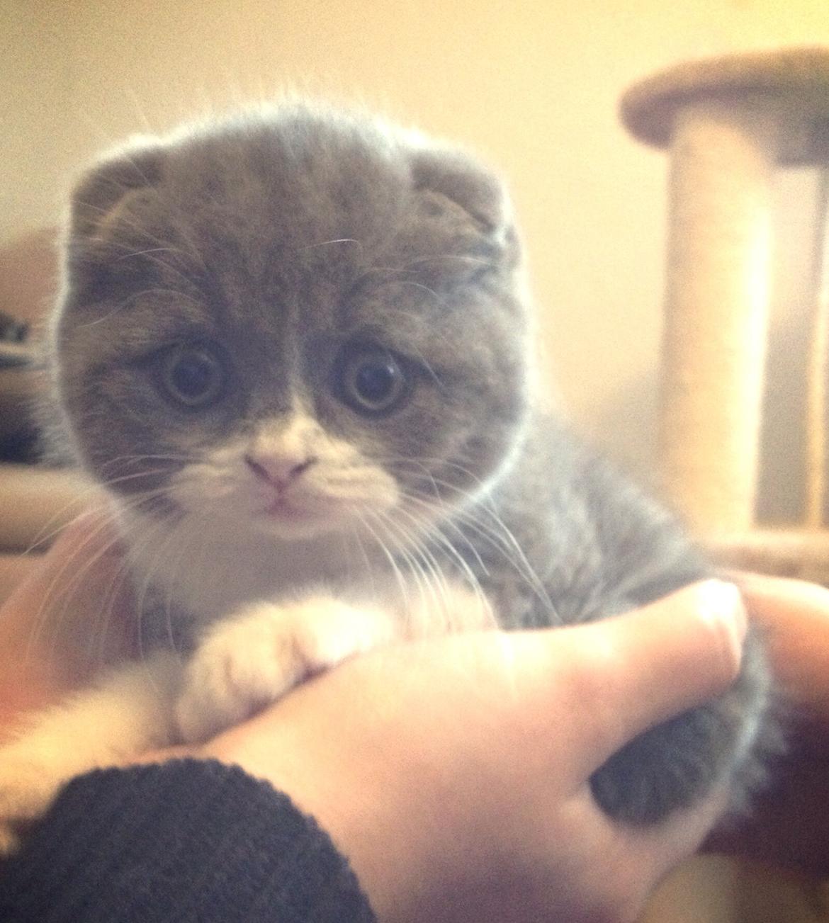 Scottish Fold Hikke billede 4