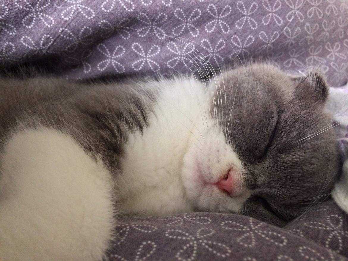 Scottish Fold Hikke billede 5