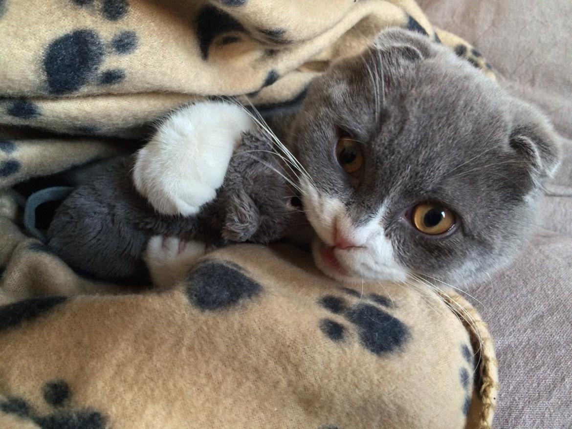 Scottish Fold Hikke billede 6