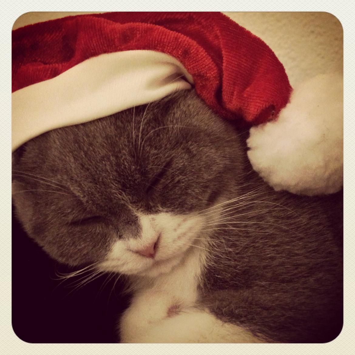 Scottish Fold Hikke billede 7