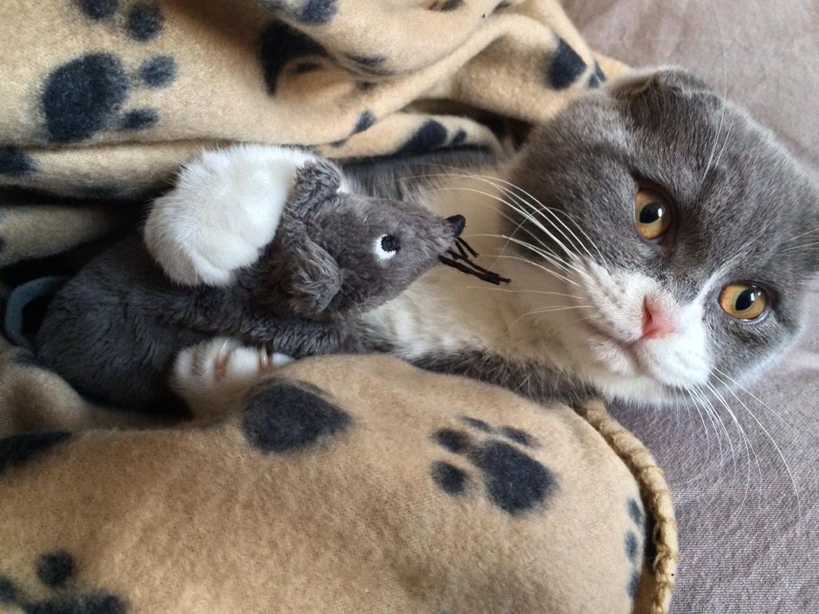 Scottish Fold Hikke billede 8