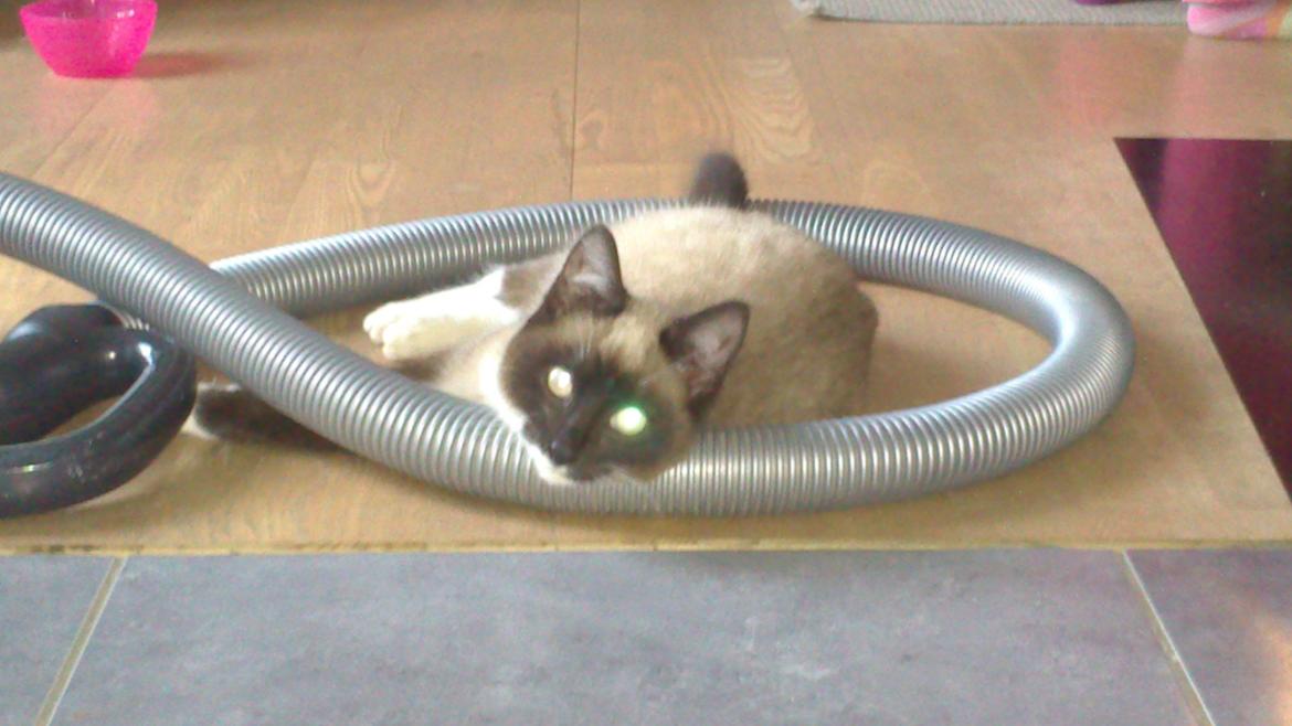 Blanding af racer Kildelunds Nimbus - jeg tager mig lige en morfar billede 2