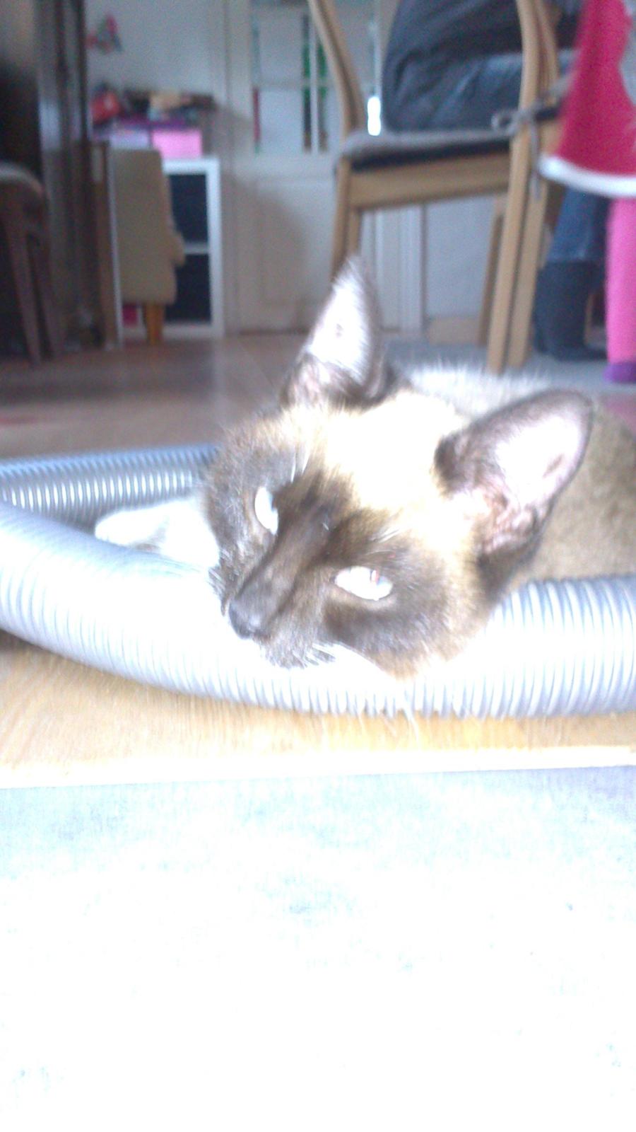 Blanding af racer Kildelunds Nimbus - hvorfor fotograferer du mig i mens jeg ligger her og slapper af<3 billede 3