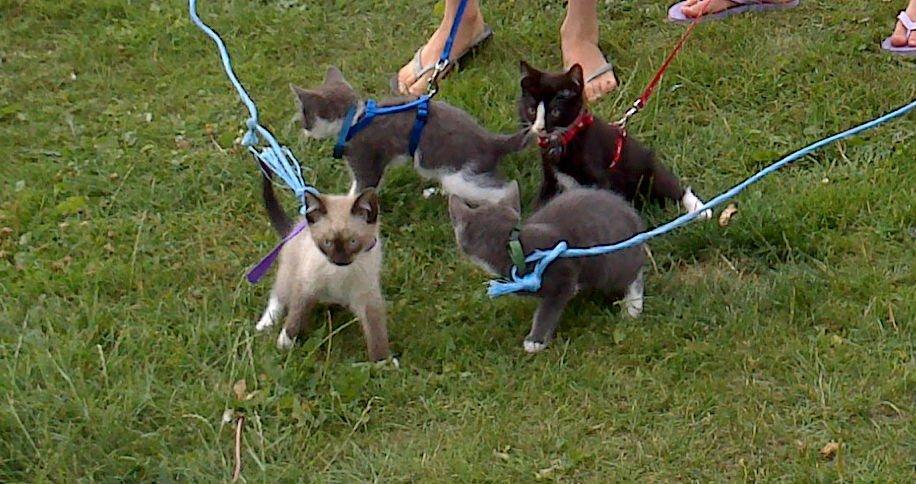 Blanding af racer Kildelunds Nimbus - skal i også med ud og gå? billede 4