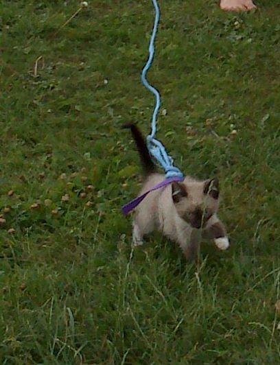 Blanding af racer Kildelunds Nimbus - uuuuuu en løbe tur i græsset<3  billede 5