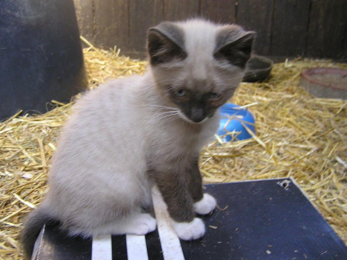 Blanding af racer Kildelunds Nimbus - jeg er lidt genert billede 6