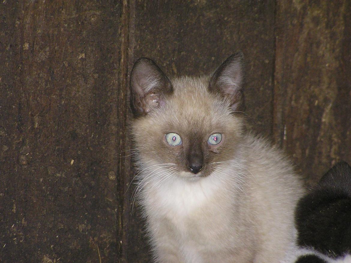 Blanding af racer Kildelunds Nimbus - jeg gemmer lige her:) billede 7