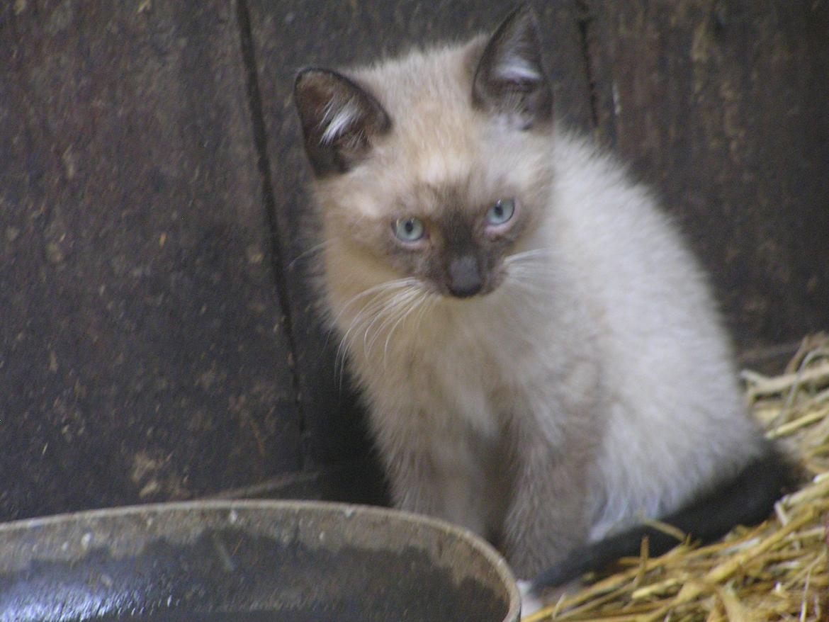 Blanding af racer Kildelunds Nimbus - uuuuuu jeg sider lige her mens de andre leger. her kan jeg også tage noget vand<3<3<3<3 billede 1